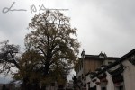 Hongcun (51)