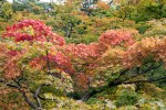Kyoto 5 (28)